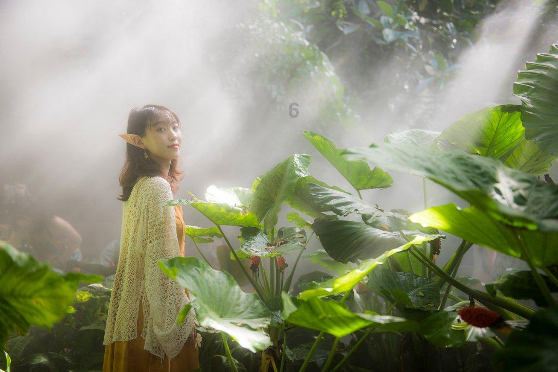 白莲花守则